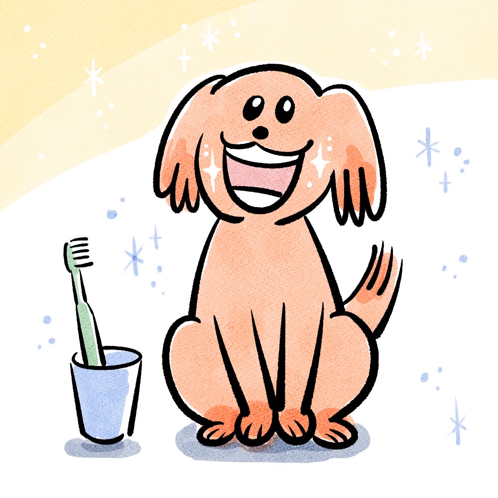 きれいな歯のわんちゃん